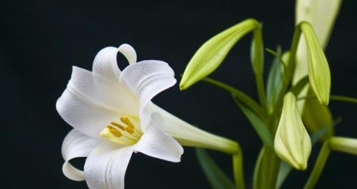 永别的花语——以白百合为主题的文章（告别的祝福与感悟）