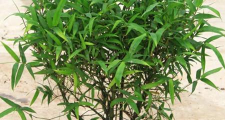 如何让毛竹茁壮成长（科学养护）