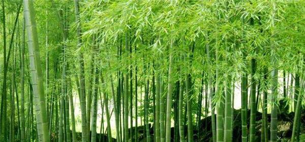 如何让毛竹茁壮成长（科学养护）