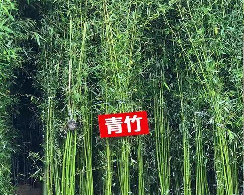 如何让毛竹茁壮成长（科学养护）