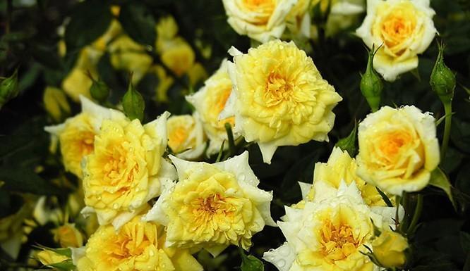 永恒的守护——以百合花的花语为主题（百合花语揭示的永恒守护的意义与价值）