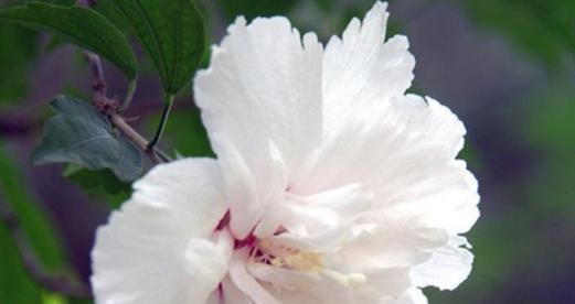 永恒的守护——以百合花的花语为主题（百合花语揭示的永恒守护的意义与价值）
