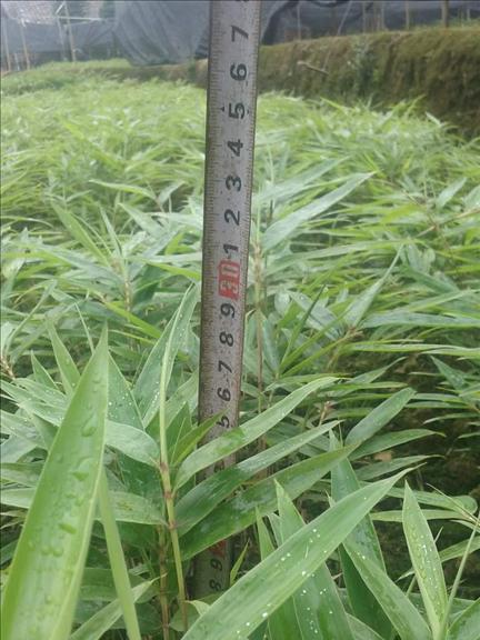 毛竹种子发芽的时间与方法（了解毛竹发芽的过程）