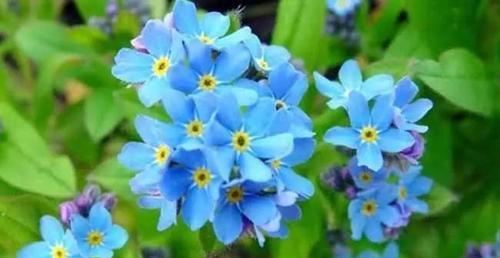 以百合花的花语为主题的文章（永远的承诺与纯洁之花语）