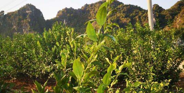 茂谷柑种植条件及产地分布（探究茂谷柑的生长环境和适宜地区）