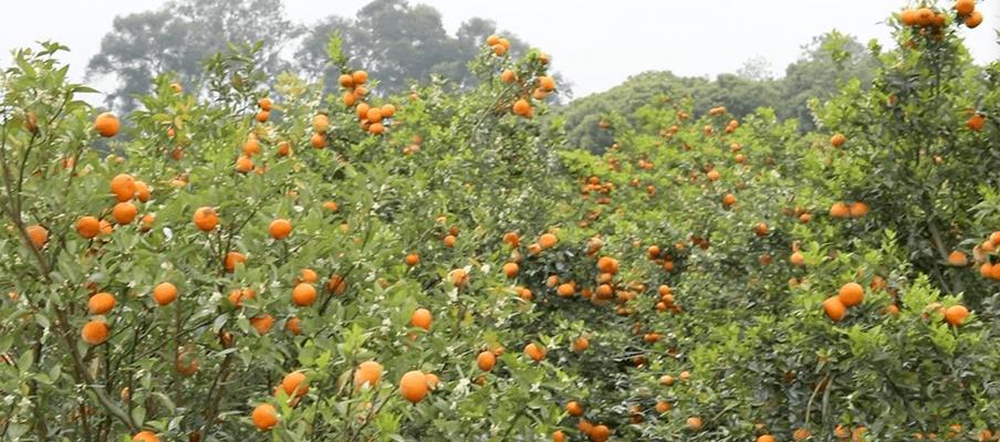 茂谷柑种植条件及产地分布（探究茂谷柑的生长环境和适宜地区）