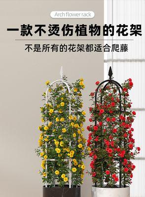 玫瑰花的象征意义（解读玫瑰花的不同寓意和代表人物）