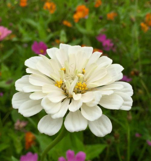 友谊花开，绚丽如春（以菊花为主题的友谊花语）