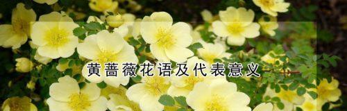 友谊长存——以百合花的花语为主题（百合花语传递着永恒的友谊和真挚的情谊）