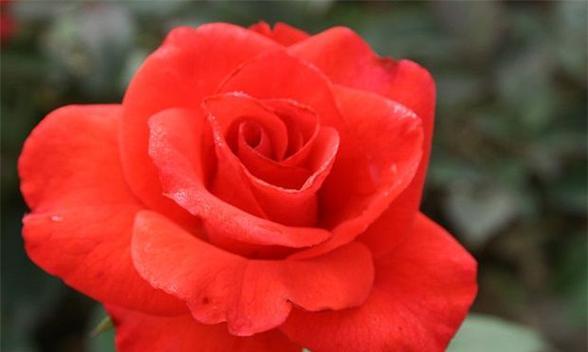 花开花落，玫瑰花语（探寻玫瑰的15种花语）