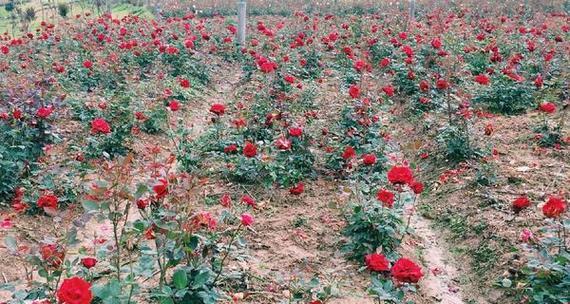 玫瑰种植全攻略（从时间到方法）