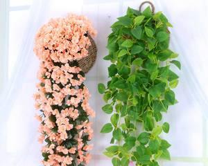 玫瑰吊兰开花全攻略（一起探究玫瑰吊兰的开花时间）