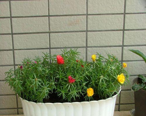 太阳花的耐雨性研究——让您的花园更美丽（淋雨会对太阳花造成哪些影响）