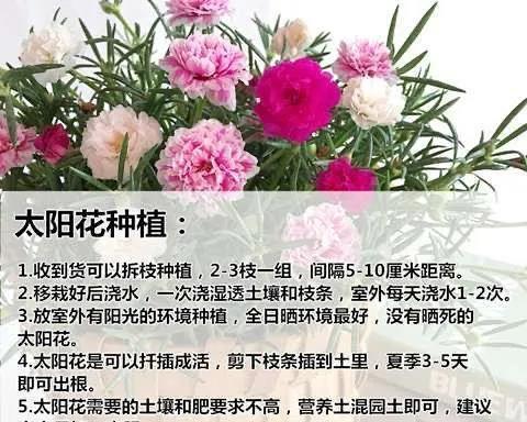 太阳花的耐雨性研究——让您的花园更美丽（淋雨会对太阳花造成哪些影响）