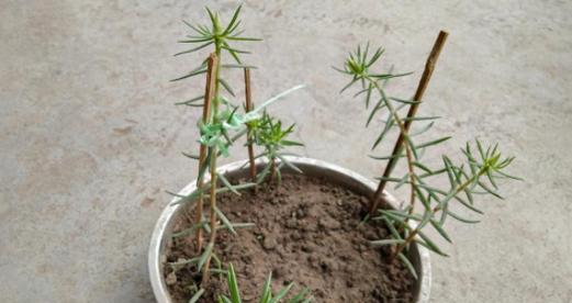 太阳花扦插繁殖（从花盆到花园）
