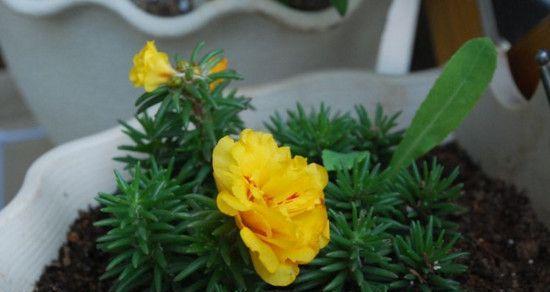 太阳花扦插繁殖（从花盆到花园）