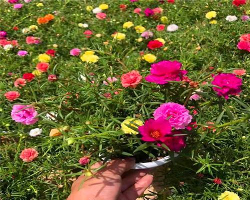 太阳花的耐寒能力（探究太阳花能耐受多少低温）