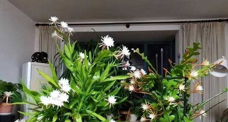 太阳花的生长习性和光照要求剖析（太阳花究竟是喜阳还是喜阴）