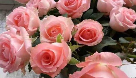 24朵玫瑰的花语与寓意（一朵代表爱情、两朵代表浪漫）