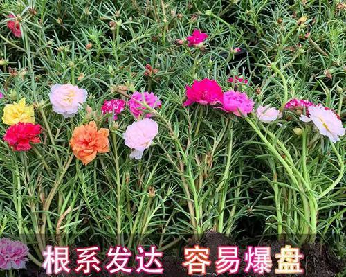 太阳花的种植方法与注意事项（掌握最佳播种时间）
