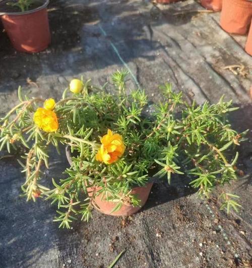 太阳花的最佳种植时间与技巧（夏季阳光充足）