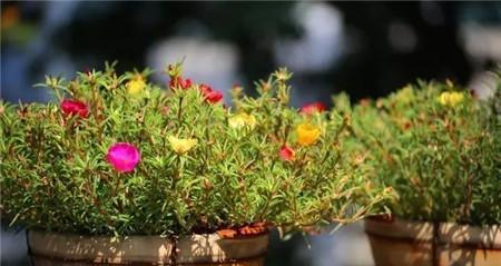 太阳花的最佳种植时间与技巧（夏季阳光充足）
