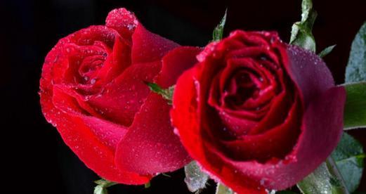 29朵玫瑰的花语与寓意（一束芳香绵延的爱意——解读29朵玫瑰的深意）