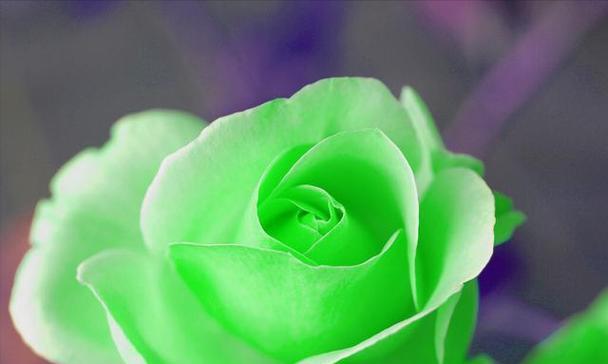 玫瑰花语解读（探秘35朵玫瑰所传递的浪漫与真情）