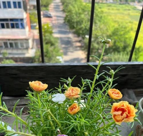 如何选土种植太阳花（太阳花种植所需的土壤特征及注意事项）