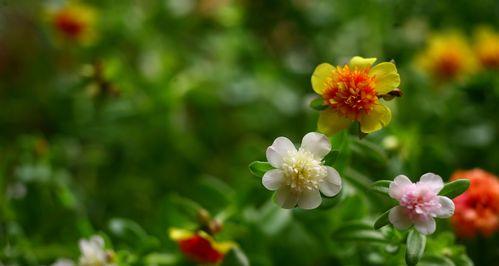 探究太阳花生长的光照需求(探究太阳花生长的光照需求) 探究太阳花生长的光照需求(探究太阳花生长的光照需求)