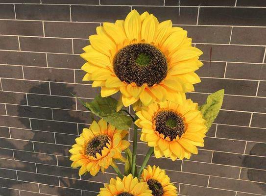 探究太阳花生长的光照需求(探究太阳花生长的光照需求) 探究太阳花生长的光照需求(探究太阳花生长的光照需求)