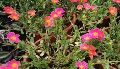 探究太阳花生长的光照需求(探究太阳花生长的光照需求) 探究太阳花生长的光照需求(探究太阳花生长的光照需求)