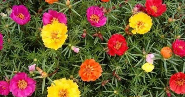 太阳花叶子发软下垂的原因及补救方法（避免生长环境不良影响）