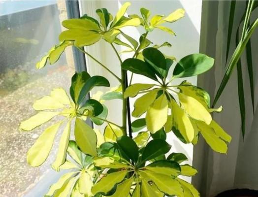 太阳花叶子发软下垂的原因及补救方法（避免生长环境不良影响）