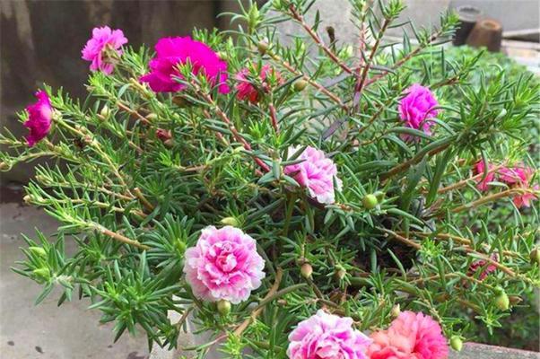 太阳花的生长和开花周期（探究太阳花一年开几次花）