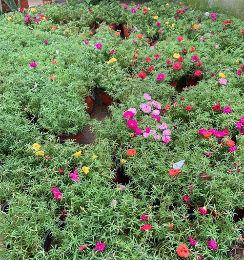 太阳花的生长和开花周期（探究太阳花一年开几次花）