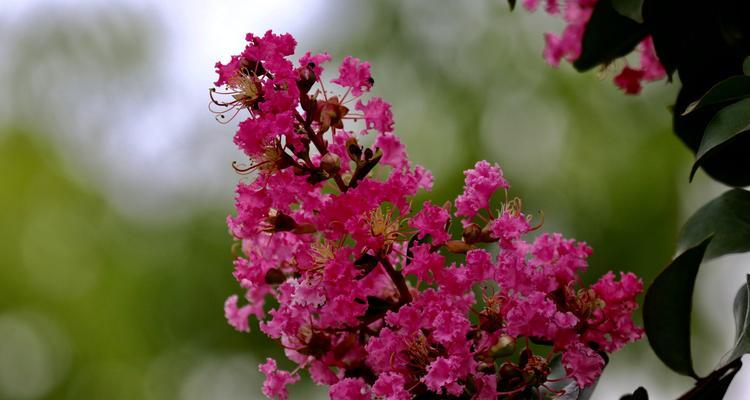 安阳市花紫薇花的象征意义（探寻紫薇花的美丽与深意）