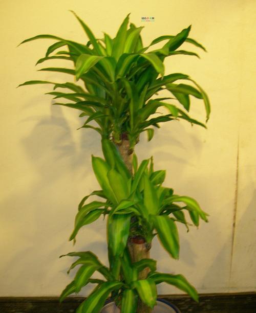 以巴西木的花语和寓意（探索以巴西木的独特花语和深刻寓意）