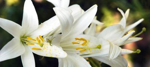 白百合之花语与寓意（探寻白百合花的内涵与象征意义）