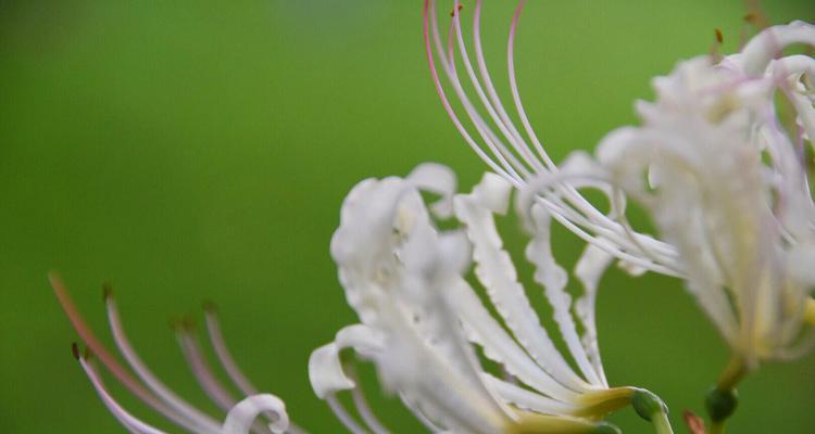 白彼岸花（一朵怀旧与寂寞交织的花）