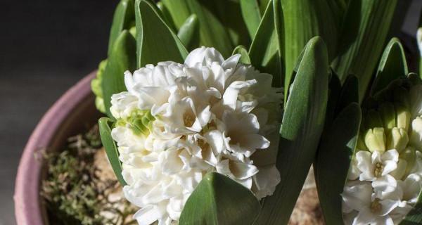 白风信子花语与代表意义（深入解读白风信子的花语）