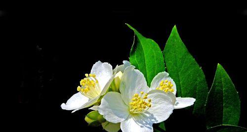 探秘太原市花——醴泉菊（一朵普普通通的小花）