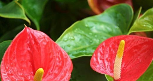 以白红掌花代表的意义（掌握花语）