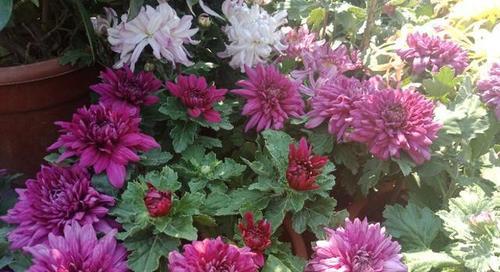 探秘太原市花——醴泉菊（一朵普普通通的小花）