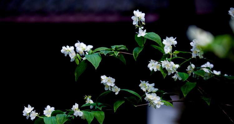 探秘太原市花——醴泉菊（一朵普普通通的小花）