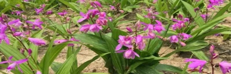 白芨绽放，花语与寓意（探寻白芨开花的时间与其隐含的花语意义）