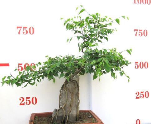 檀香木盆景养护法（保持通风与湿度是关键）