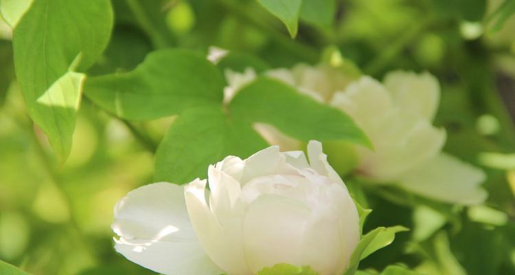 白牡丹花的寓意与象征（探寻白牡丹之美与内涵）