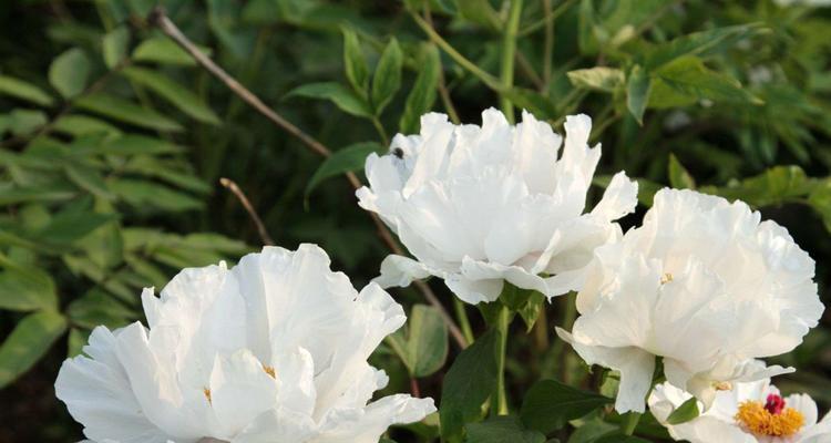 白牡丹花的寓意与象征（探寻白牡丹之美与内涵）