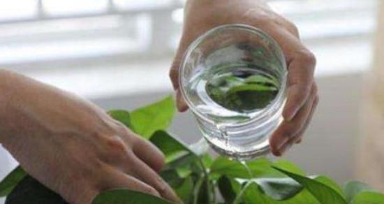 碳酸饮料（探究碳酸饮料对植物的影响）